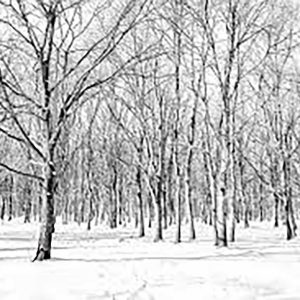 bomen in de winter